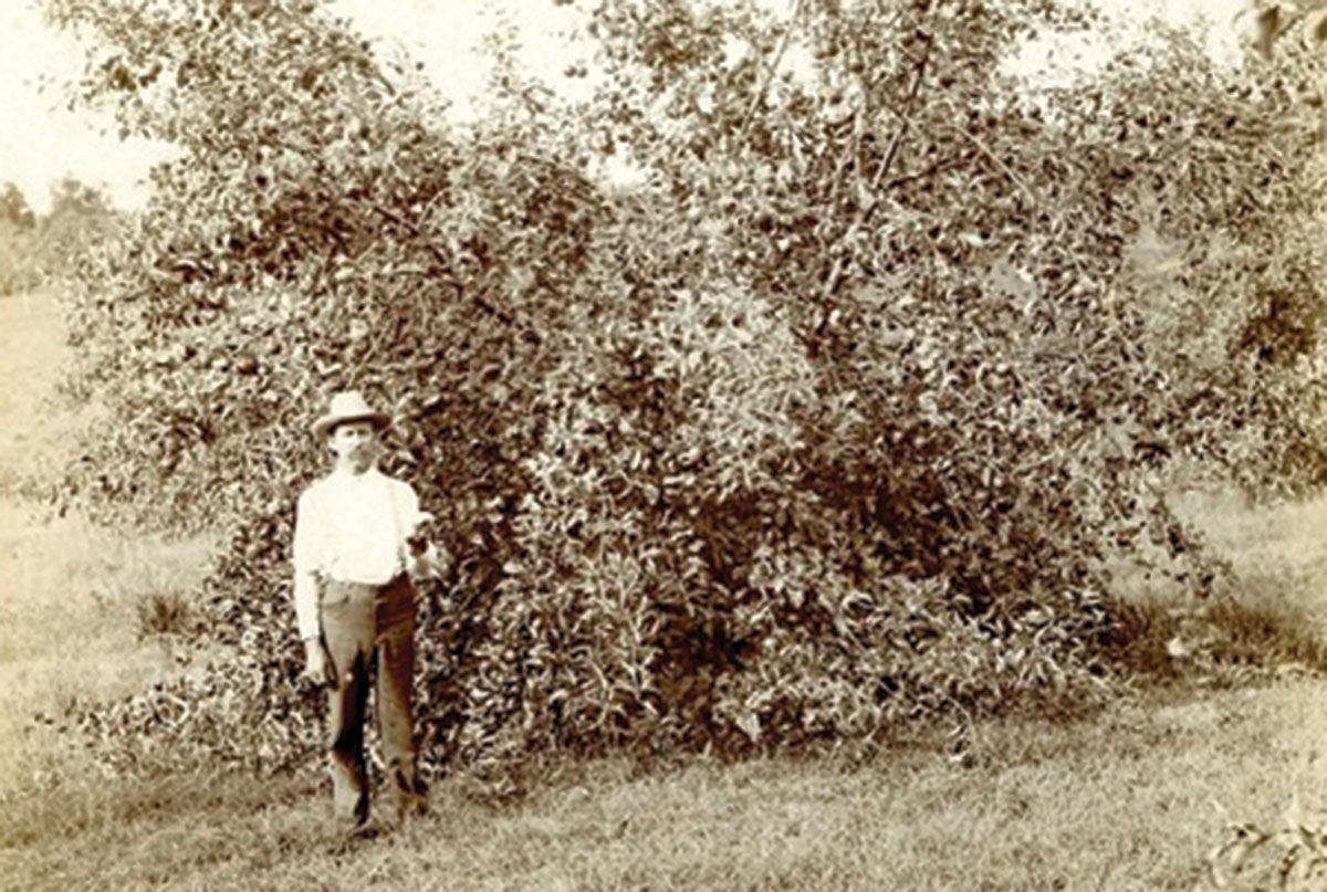 Almanzo, stands by a fruit tree